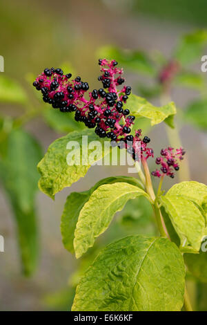 Red-ink Plant or Indian Pokeweed (Phytolacca acinosa), infructescence, Thuringia, Germany Stock Photo