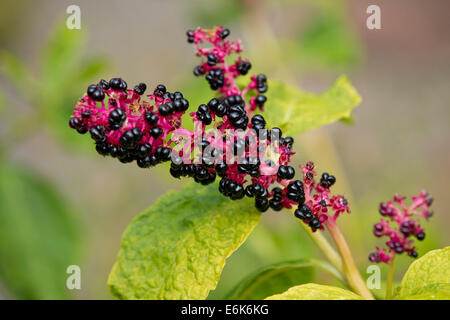 Red-ink Plant or Indian Pokeweed (Phytolacca acinosa), infructescence, Thuringia, Germany Stock Photo