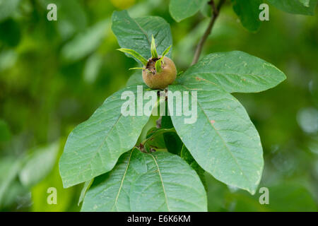 Medlar or Common Medlar (Mespilus germanica), leaves and fruit, Thuringia, Germany Stock Photo