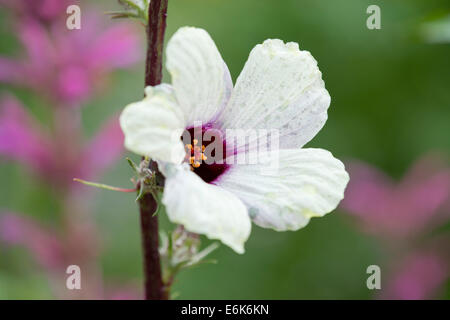 Roselle (Hibiscus sabdariffa), flower, Thuringia, Germany Stock Photo