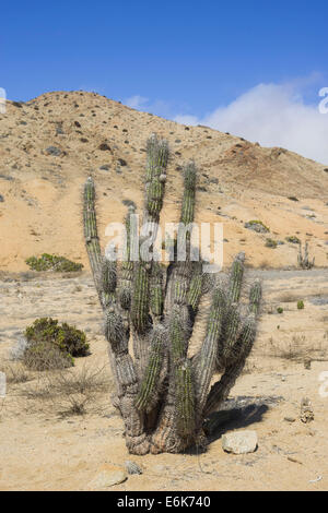 Copao Cactus (Eulychnia breviflora, Eulychnia saint-pieana) covered in lichen, Pan de Azúcar National Park, Atacama Region Stock Photo