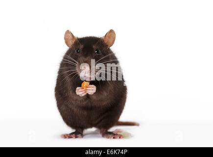 Brown Rat (Rattus norvegicus forma domestica) during feeding