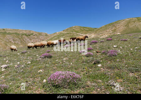A flock of sheep on a mountain pasture in the Taurus Mountains, near Adilcevaz, Bitlis Province, Eastern Anatolia Region Stock Photo