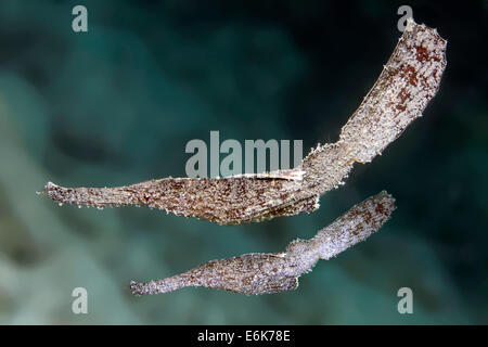 Robust Ghost Pipefish (Solenostomus cyanopterus), pair, Indian Ocean, Embudu, South Malé Atoll, Maldives Stock Photo