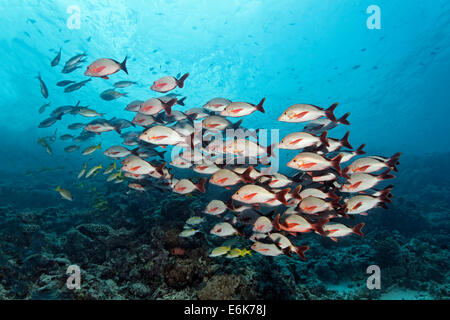 Shoal of Humpback Red Snappers (Lutjanus gibbus) over a coral reef, Indian Ocean, Embudu, South Malé Atoll, Maldives Stock Photo