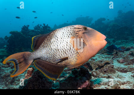 Yellowmargin Triggerfish (Pseudobalistes flavimarginatus) coral reef, Indian Ocean, Embudu, South Malé Atoll, Maldives Stock Photo