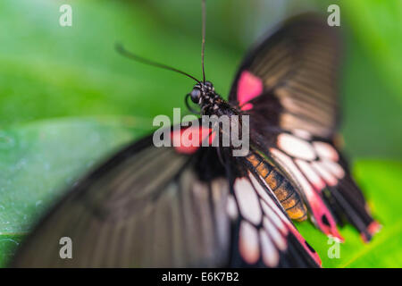 Great Mormon (Papilio memnon), butterfly house, botanical garden, Munich, Upper Bavaria, Bavaria, Germany Stock Photo