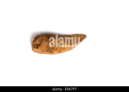 Prehistoric artifact cutout isolated on white background Stock Photo