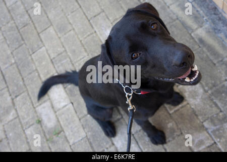 Black Labrador Retriever dog on leash sitting and looking up Stock Photo