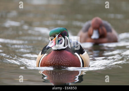 Aix sponsa Brautente Carolina Duck male Stock Photo