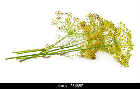 dill flower isolated on white Stock Photo