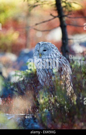 Habichtskauz Ural Owl  strix uralensis sitting Stock Photo