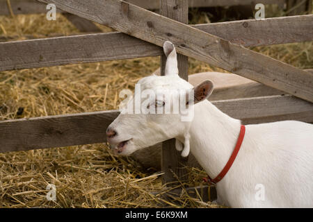 Capra aegagrus hircus. Domesticated goat used for milk production at an agricultural show. Stock Photo