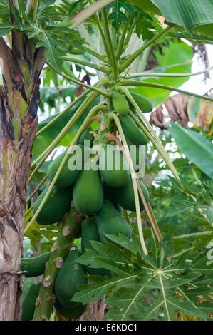 papaya in agricoltural field in dominican republic Stock Photo