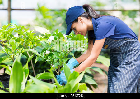 beautiful female nursery worker working in greenhouse Stock Photo