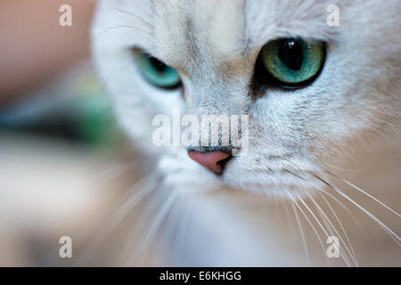 Animals: close-up portrait of British shorthair silver shaded chinchilla cat Stock Photo