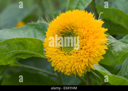 Helianthus annuus. Sunflower 'Sunshot Golds Mixed' in the garden. Stock Photo