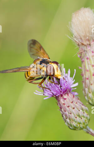 Female Hornet-mimic Hoverfly Stock Photo