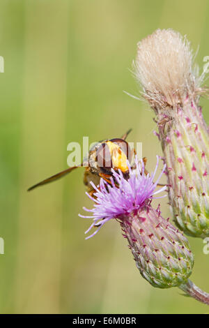 Female Hornet-mimic Hoverfly Stock Photo