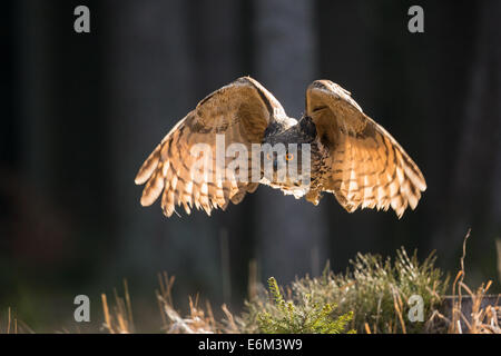 Eurasian Eagle Owl (Bubo bubo) in flight, backlit Stock Photo