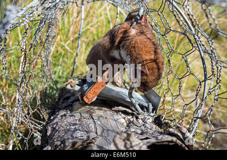 Stoat Mustela erminea Caught in a Spring Trap on a Pennine Grouse Moor UK Stock Photo