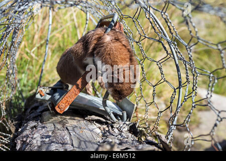 Stoat Mustela erminea Caught in a Spring Trap on a Pennine Grouse Moor UK Stock Photo