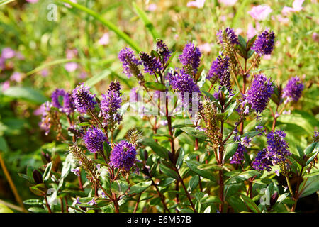Summer Garden Flowers, Hebe, with Hover-fly Syrphus ribesii. Stock Photo