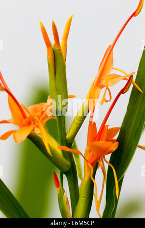 Flowering spike of the ginger lily, Hedychium coccineum var angustifolium Stock Photo