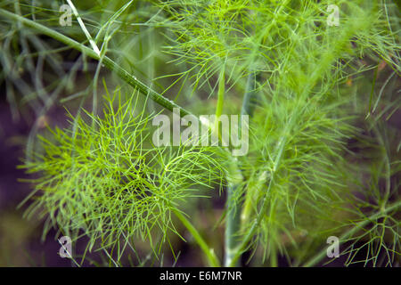 close-up of fresh dillweed in garden Stock Photo