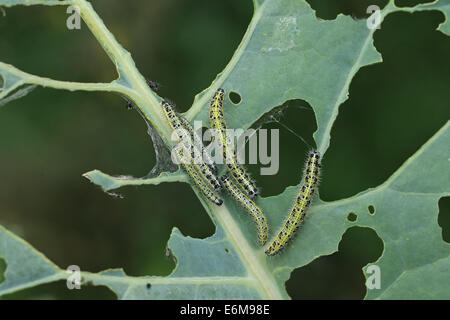 Large White (Pieris brassicae) caterpillar Stock Photo