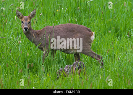 Roe Deer (Capreolus capreolus) doe with two newborn fawns in meadow in spring Stock Photo