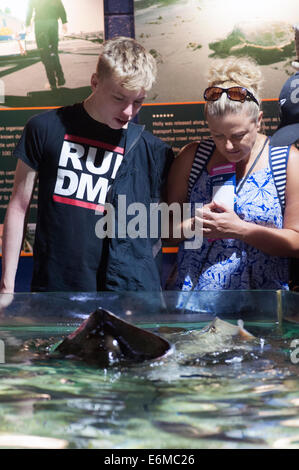 visitors enjoying a visit to the portsmouth sealife center england uk Stock Photo