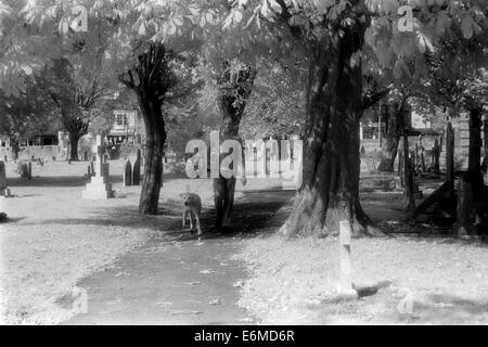 man walking his dog through cemetery taken with black and white infra red film in the 1990s england uk Stock Photo