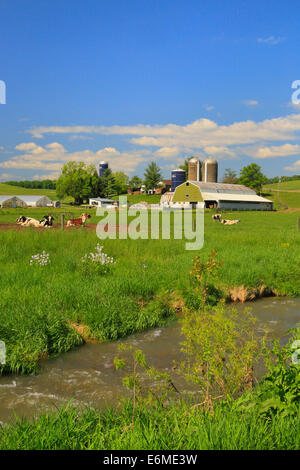 Cows Grazing near Ottobine in the Shenandoah Valley of Virginia, USA Stock Photo