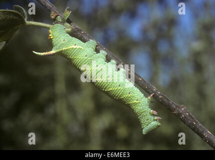 Lime Hawk-moth Mimas tiliae Stock Photo