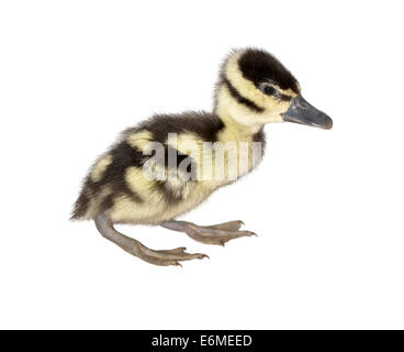 Black-bellied Whistling Duck - Dendrocygna autumnalis Stock Photo