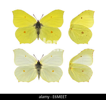 Brimstone - Gonepteryx rhamni. Male (top) - female (bottom). Stock Photo