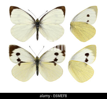 Large White - Pieris brassicae. Male (top) - female (bottom). Stock Photo