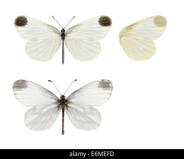 Cryptic Wood White - Leptidea juvernica. Male (top) - female (bottom). Stock Photo