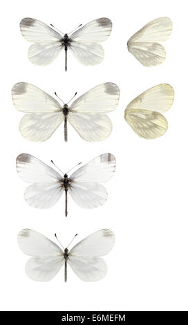Wood White - Leptidea sinapis. Male 1st generation (top) - female 1st generation (second down) - male 2nd generation (third down Stock Photo