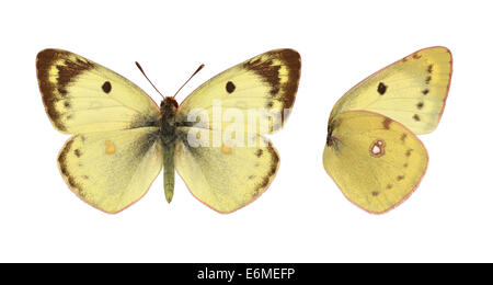 Pale Clouded Yellow - Colias hyale Stock Photo
