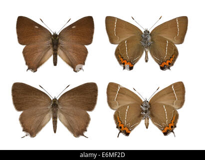 White-letter Hairstreak - Strymondia w-album. Male (top) - female (bottom). Stock Photo