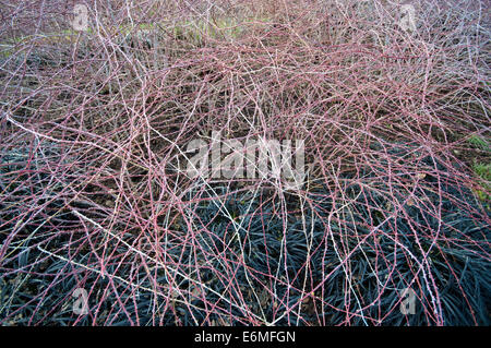 RUBUS COCKBURNIANUS GOLDEVALE UNDERPLANTED WITH OPHIOPOGON PLANISCAPUS NIGRESCENS Stock Photo