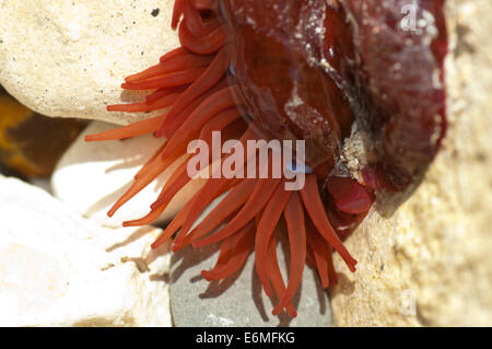 Red Beadlet Anemone (Actinia equina) in a rock pool with extended tentacles and blue blue acrohagi clearly visible Stock Photo