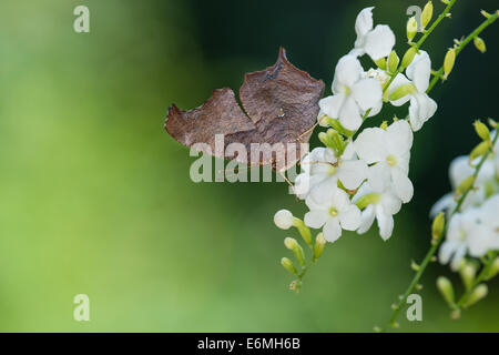 Question Mark butterfly (Polygonia interrogationis) feeding on white flowers Stock Photo
