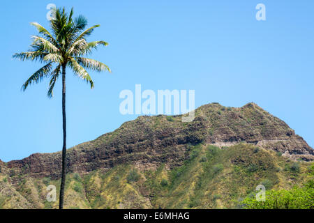 Honolulu Waikiki Beach Hawaii,Hawaiian,Oahu,Kapiolani Regional Park,view,Diamond Head Crater,extinct volcano,mountain,palm tree,USA,US,United,States,A Stock Photo