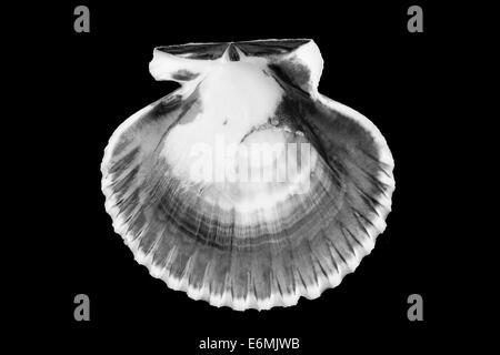 Close up B&W of scallop shells laid out on a light blue background. Stock Photo
