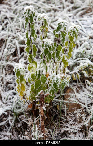 Early morning winter hoarfrost on plant Stock Photo