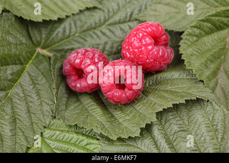 Three red raspberries lying on the raspberry leaves. Closeup. Stock Photo