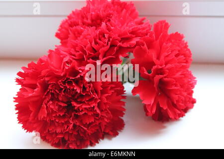 red pompous aroma corollas of garden carnation flowers bright bouquet for decor and gift Stock Photo